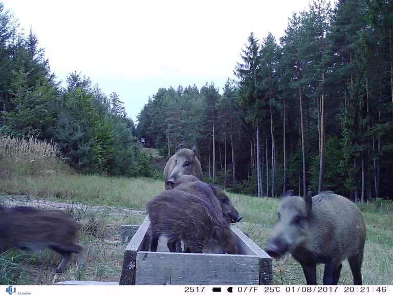 Rudel Wildschweine bei der Futterstelle - ICUcam