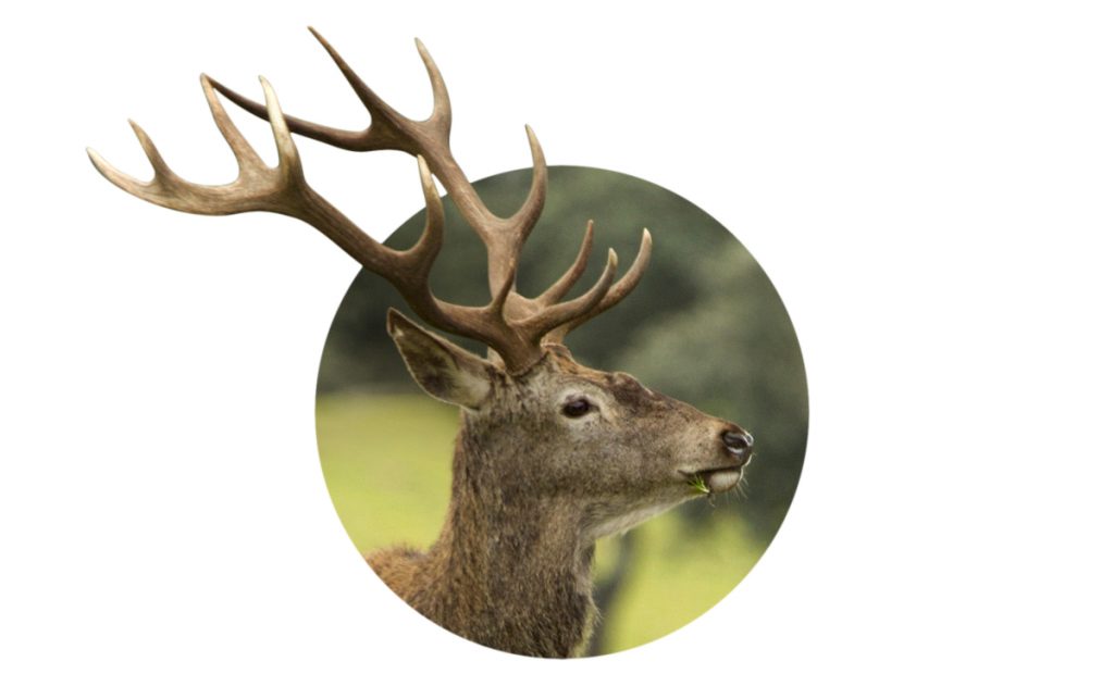 icuhunt Header